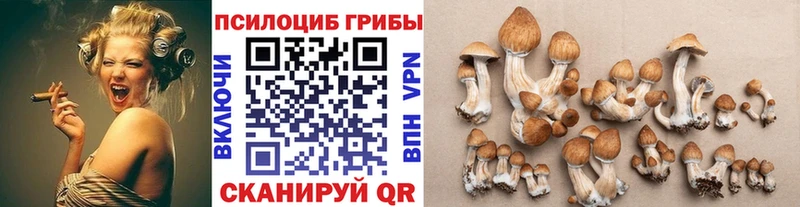 купить   Бутурлиновка  Псилоцибиновые грибы Magic Shrooms 